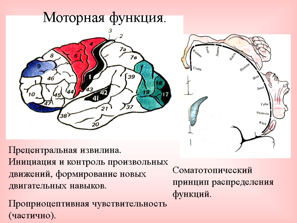 Моторная функция. Прецентральная извилина. Инициация и контроль произвольных движений, формирование новых двигательных навыков. Проприоцептивная